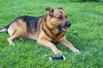 dog and smartphone