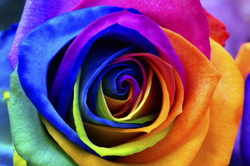 Plakat Rainbow rose or happy flower