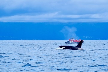 A large male orca appears near to a whale watching boat 