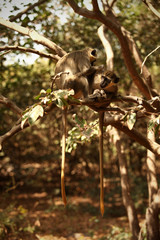 monkey family on the branch
