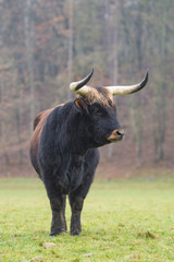Aurochs
