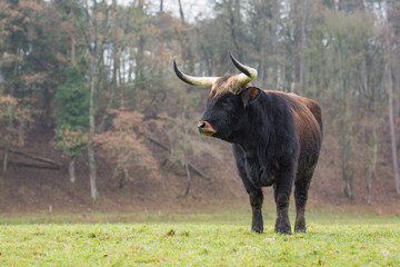 Aurochs