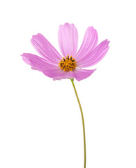 Light pink Cosmos flower isolated on white background. Garden Cosmos