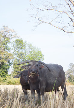 water buffalo