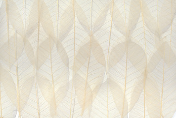 dried leave background