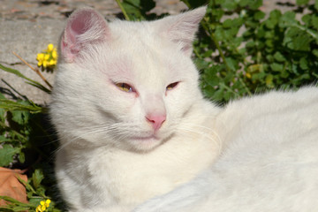 White Cat