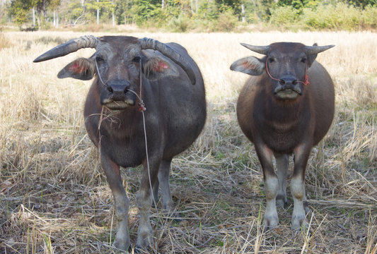 water buffalo