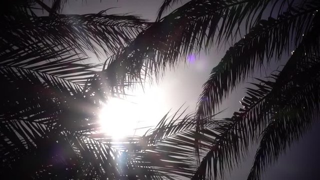 Palm trees sway from the wind on the beach. Close up. Slow motion