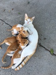 mummy
