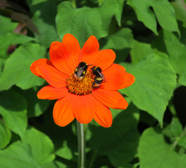 Bourdons butinants sur fleur de gerbera