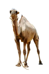 Foto op Canvas camel bicornic bald cut on white background © ROMAN_P