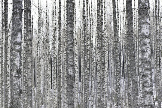 Fototapeta grey trunk of tree in forest nature landscape background