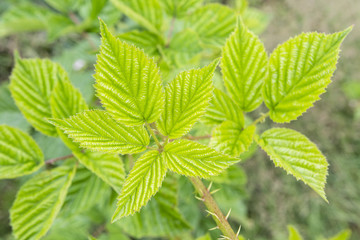Fototapeta na wymiar Young green leaves of blackberries in nature.