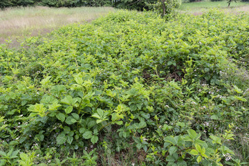 Young green leaves of blackberries in nature.
