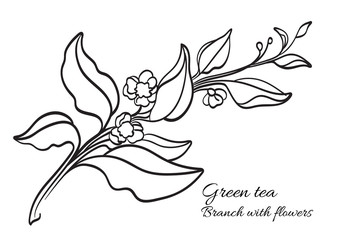Branch of tea bush with leaves and flowers. Realistic. Organic product. Vector
