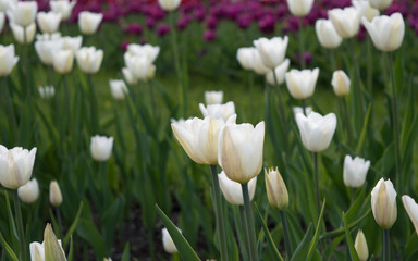 White tulips Triumph Silver Dollar blooming in spring park in May