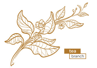 Branch of tea bush with leaves and flowers. Botanical contour drawing. Organic product. Vector