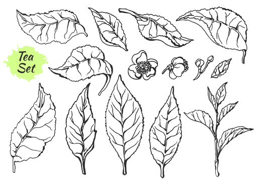 Set of parts branches of tea bush. Sketch. Nature. Organic product. Vector