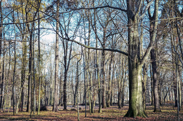 Fototapeta premium Sonnig