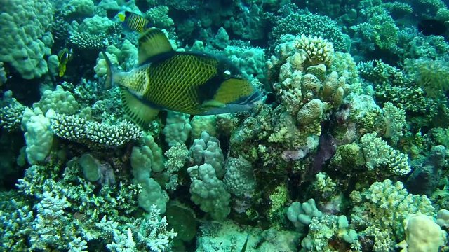 Marine life in Red Sea - Titan triggerfish biting the coral