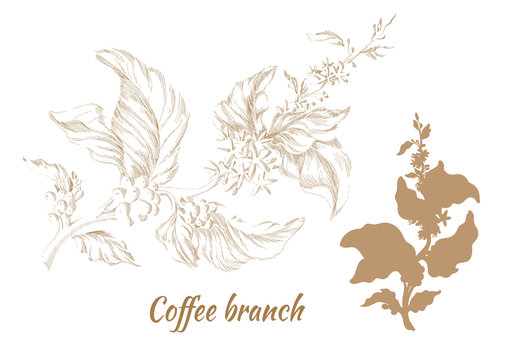 Set of branches of coffee tree with leaves and beans. Vector