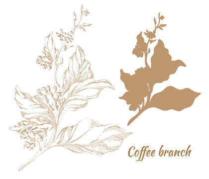 Set of branches of coffee tree with leaves and beans. Vector