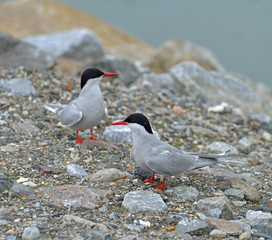 Arctic tern (Sterna paradisaea), seabird of tern family Sternidae. Tromso, Northern Norway