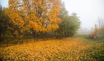 Fototapeta premium autumn fog in the Park with yellow maple