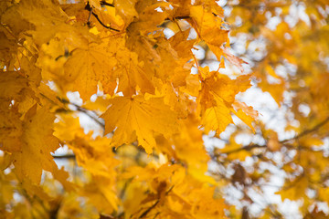 autumn yellow maple leaves on the tree in the morning