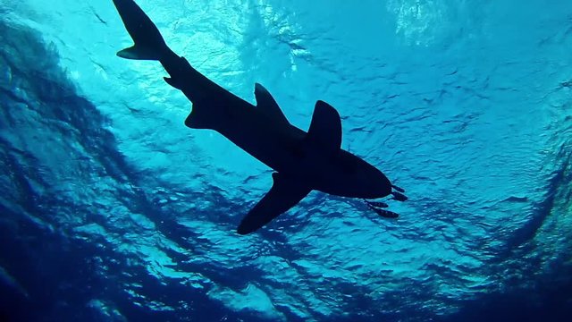 Marine wildlife - Scuba diving with a white tips shark in the Red Sea