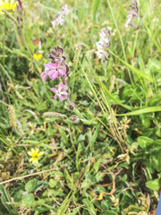 Catchfly or windmill pink