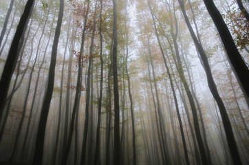 Bukowe wieżowce © Tomek Kiecana