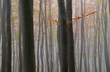 Czerwone buki © Tomek Kiecana