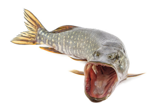 Pike