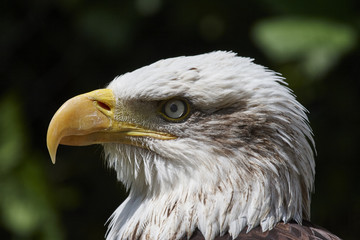 Bald eagle