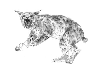 Thi is realistic sketching of wild lynks. It is colour illustration where the tiger is siting. It is uncolor sketch on the paper.