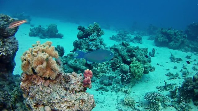 Red sea scuba diving - A parrotfish swimming