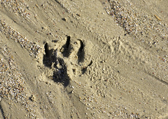 path of animal in the sand