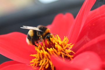 Bee on a flower