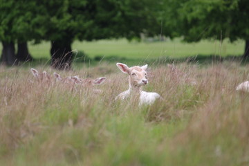 Fallow deer in the park