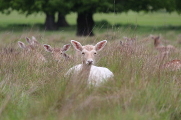 Fallow deer in the park