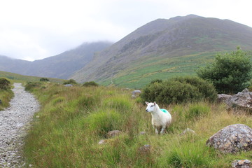 Sheep in the Valley