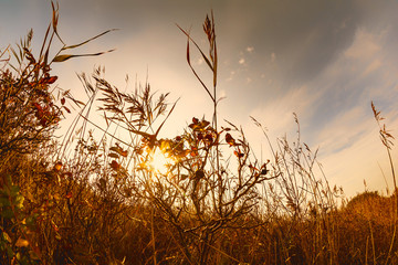 Wucherndes Gras vor der untergehenden Sonne auf der Insel Langeoog