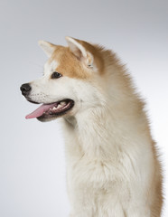Akita puppy dog portrait. Image taken in a studio with white background.