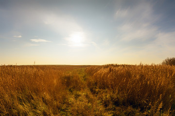 Obraz premium Landschaftspanorama Insel Langeoog