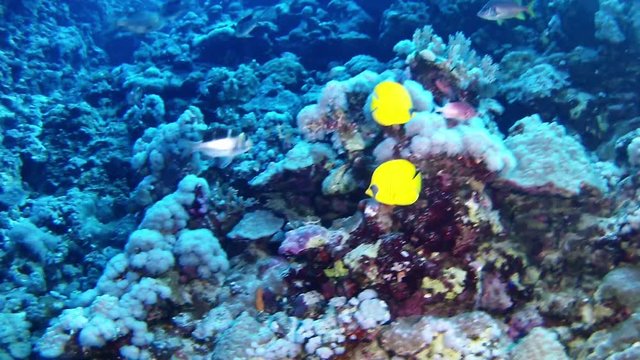 Red sea marine life - Yellow surgeonfishes jn a reef