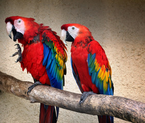 Red beautiful parrot Kakadu with funny emotion