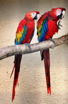 Fototapeta Red beautiful parrot Kakadu with funny emotion