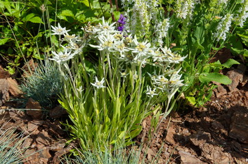 Blooming Edelweiss Alpine (lat. Leontopodium alpinum)