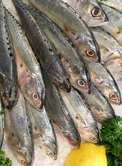 Fresh Fishes in fish market for sale on ice with lemon and green parsley vegetable.